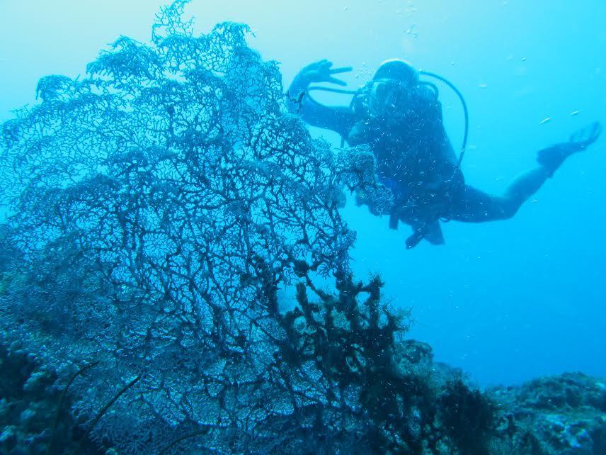 Hotel Anilao Scuba Dive Center à Batangas Extérieur photo