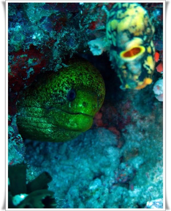 Hotel Anilao Scuba Dive Center à Batangas Extérieur photo
