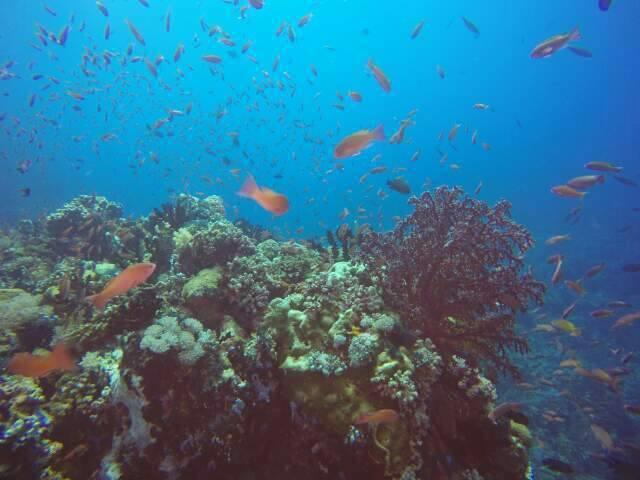 Hotel Anilao Scuba Dive Center à Batangas Extérieur photo