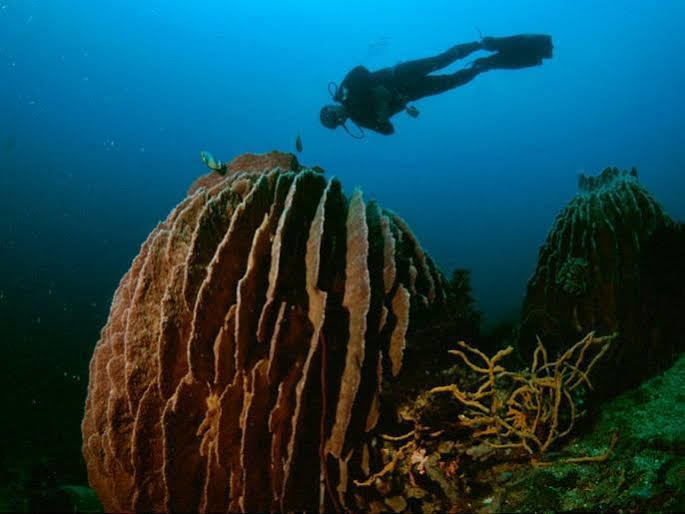 Hotel Anilao Scuba Dive Center à Batangas Extérieur photo